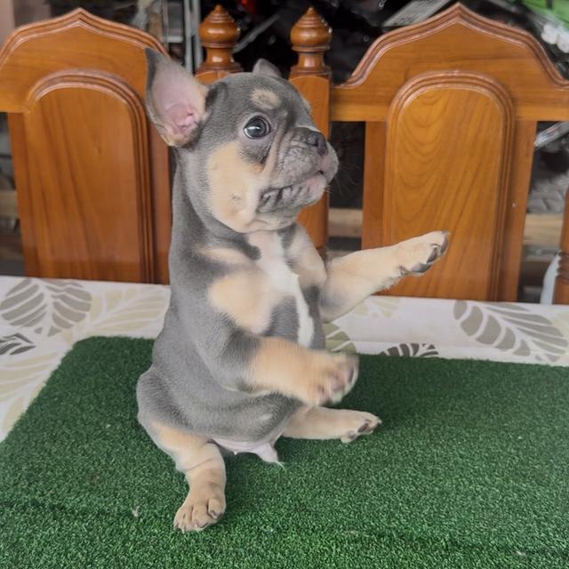 ลูกสุนัขเฟรนช์บลูด็อก รูปที่ 5