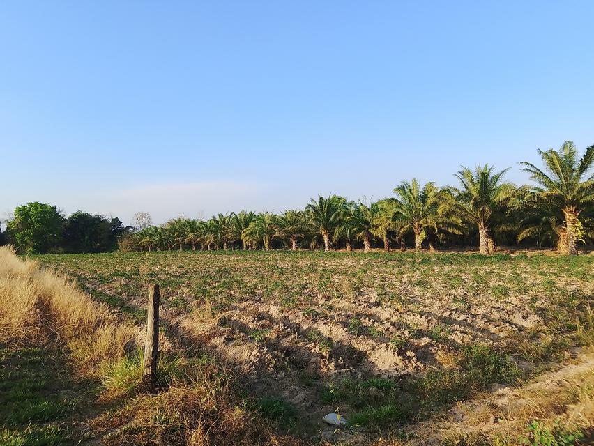 ​"ขายด่วน! ที่ดินโฉนดครุฑแดง 5 ไร่ (ปลอดภาระ) อ.ชานุมาน จ.อำนาจเจริญ ใกล้ รพ.ชานุมาน" 3