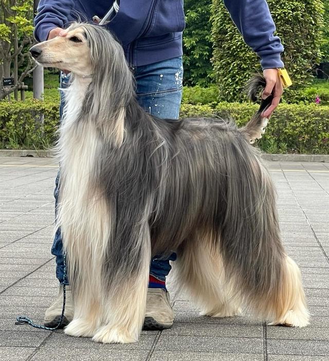 พร้อมขายสุนัข Afghan Hound