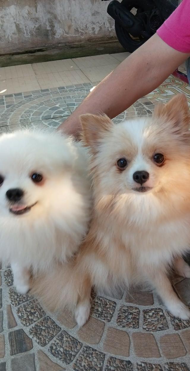 ปอมเเท้ เพศหญิง พร้อมย้าย รูปที่ 6