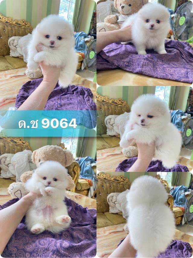 น้องลูกปอมแท้ อายุ2เดือน มาดูตัวจริงได้ค่ะ 
