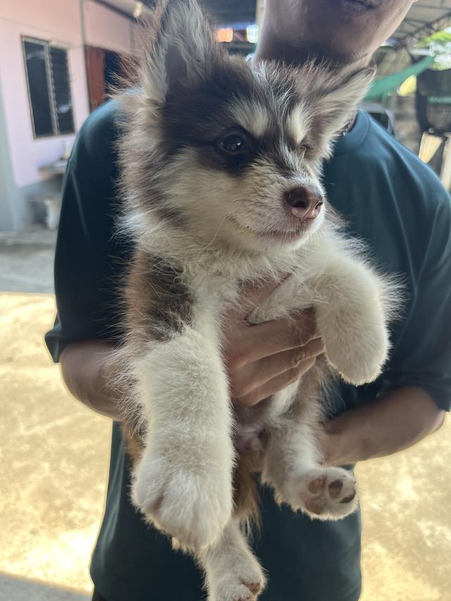 น้องหมา พร้อมย้ายบ้าน. น้องหลุดจองค่ะ