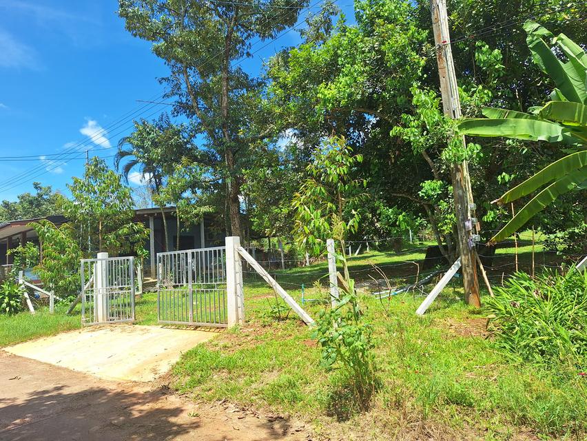 สวนทุเรียนแปลงเล็กระยอง