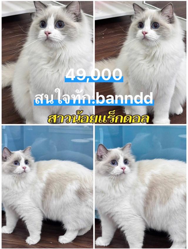 แมว รวมแร็กดอล บริติช ทันช์กิ้น สก๊อติช ลดประชากร พาราเบาทุกคน รูปที่ 3