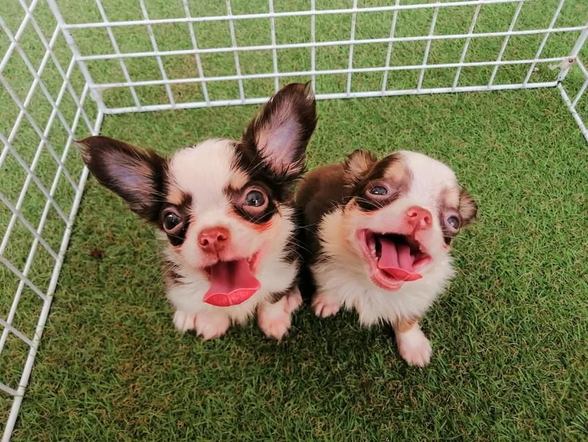 ชิวาว่าเเท้ขนยาว ชายล้วน พร้อมย้าย 4