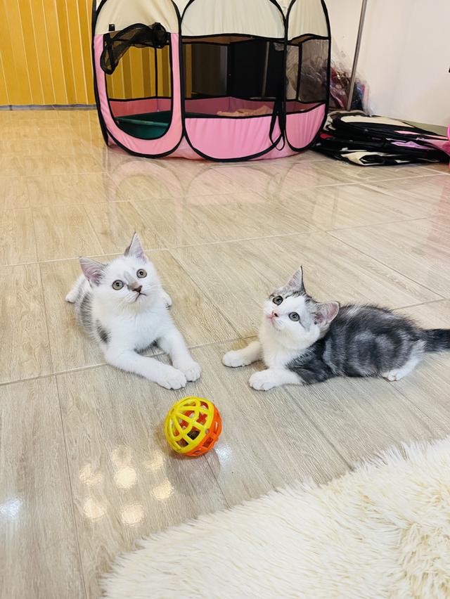 แมวสก๊อตติชแท้ 🔥🔥🔥🙂้ิ