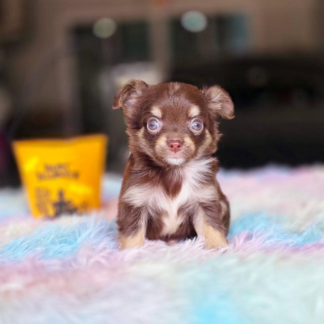 ชิวาวาแท้ขนยาว สีช็อค เพศผู้