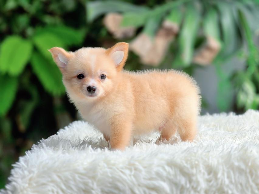 น้องจิ๊กโก๋ชิวาวาแท้ขนยาวเพศผู้สีครีม รูปย่อยที่ 2