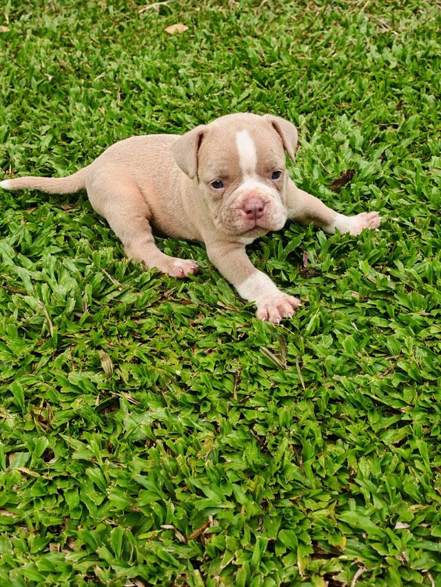 American bully  7