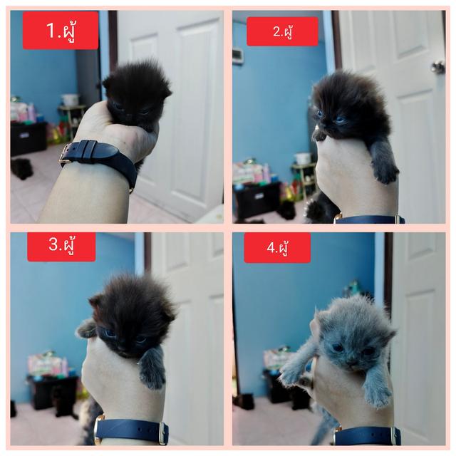 สัตว์เลี้ยงแมวเปอร์เซีย