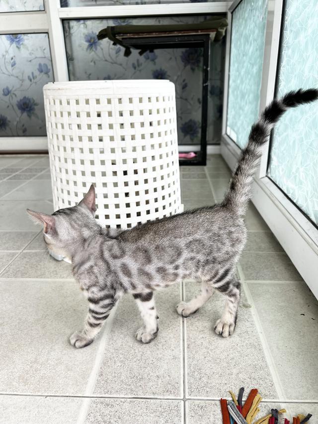 ขายน้องแมวเบงกอลซิลเวอร์ เพศชาย  3