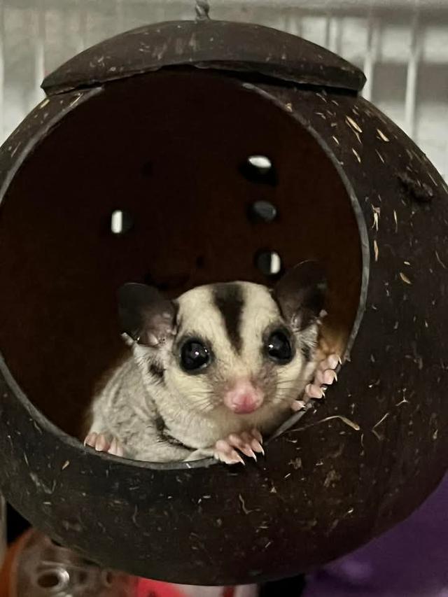 ส่งต่อ Sugar Glider  3