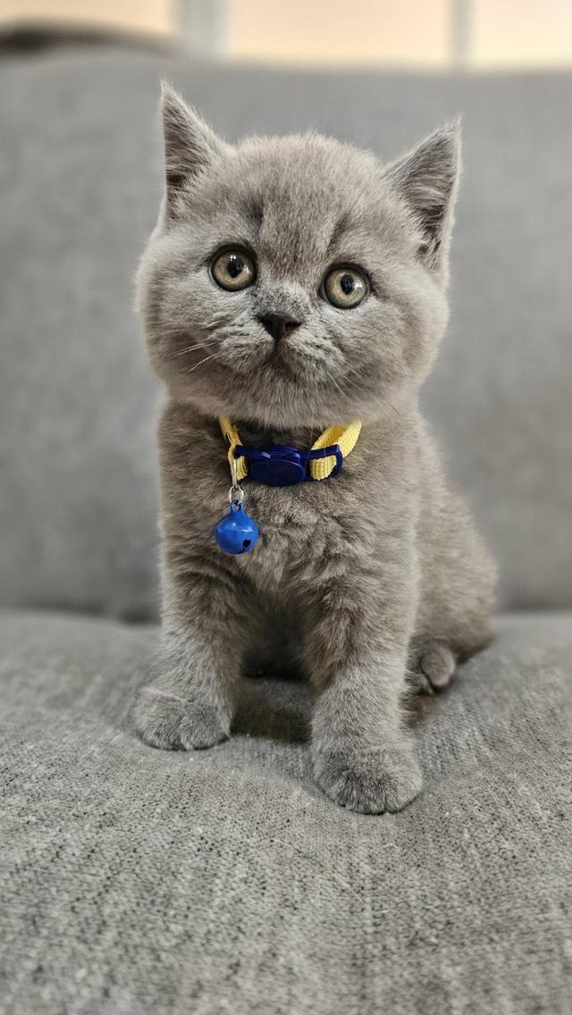 บริติชช็อตแฮร์แท้ น้องบลู 5