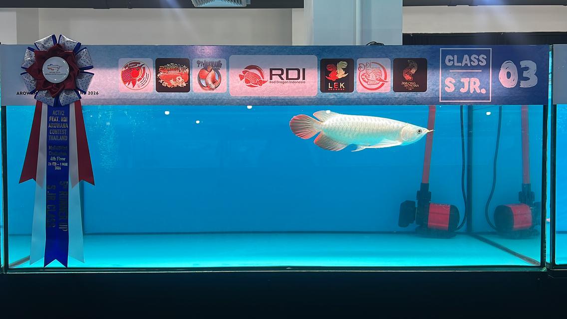 24 Red Arowana 🇹🇭 ปลามังกรนำเข้าแดงอินโด สนามหลวง2ซอย10 รูปที่ 4