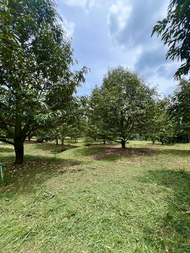 🌳 ขายสวนทุเรียนหมอนทอง (เจ้าของขายเอง) 🌳 4