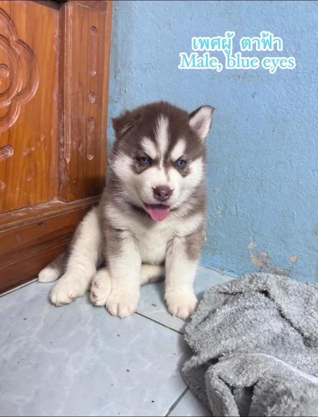 ไซบีเรียนวูดลี่โค้ช ชาย3 3