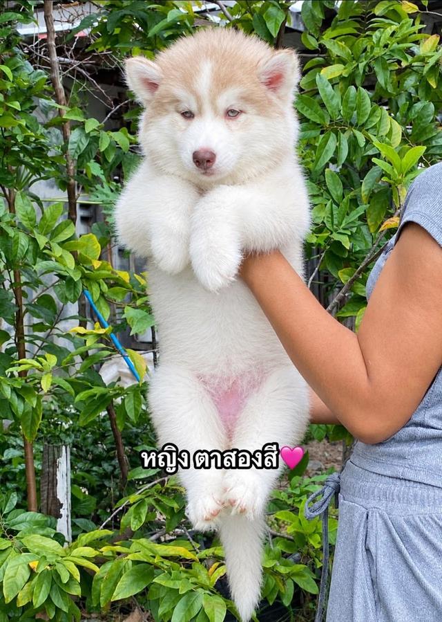ไซบีเรียน ชาย3หญิง2 วัคชีน1เข็ม