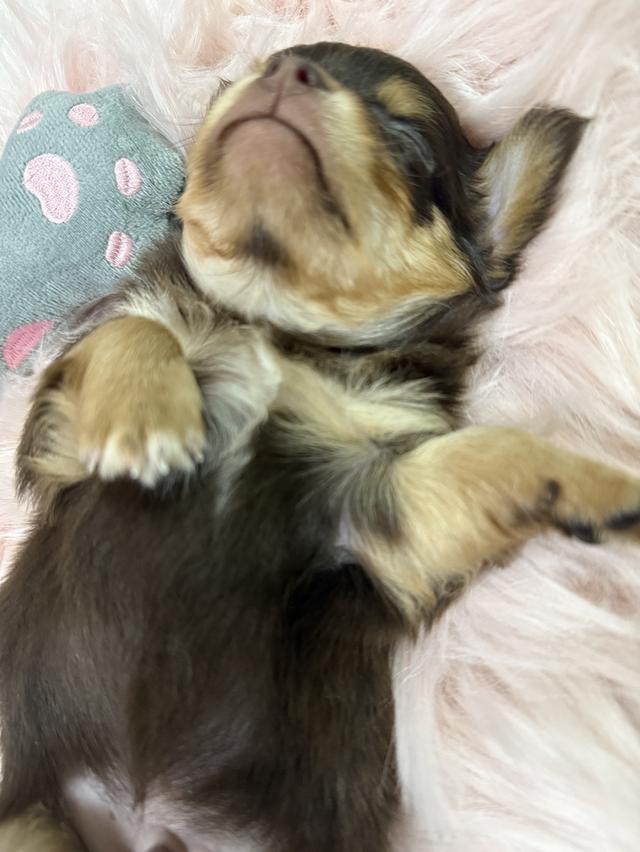 ชิวาวาจิ๋ว 7