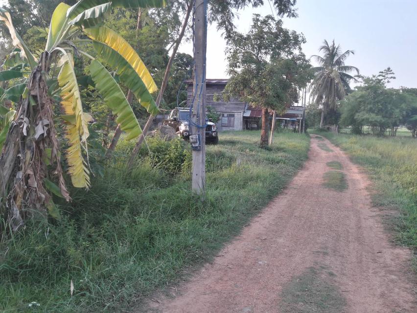 ขายที่ดินทำนา-ทำสวนการเกษตร 4 ไร่ 80 ตารางวา พื้นที่บ้านโคกกลาง ต.หลุบ อ.เมืองฯ จ.กาฬสินธุ์ 2