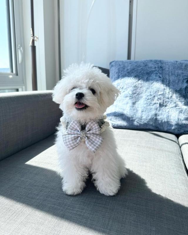 Bichon Frise Puppies For Sale