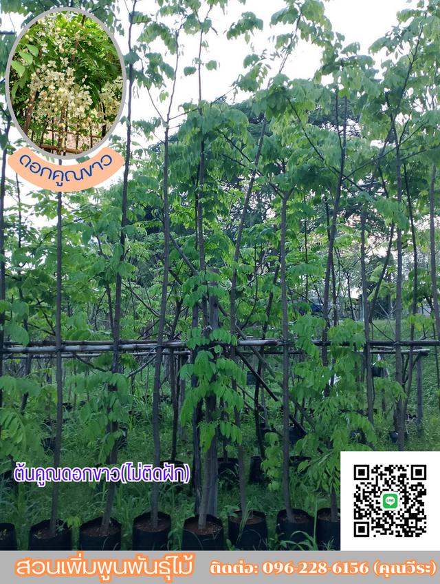 ต้นคูณ ดอกสีขาว ไม่ติดฝัก