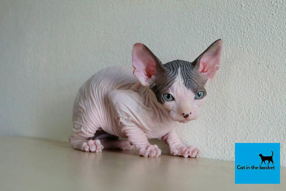 23.แมวสฟิงซ์(Sphynx Cat) 4