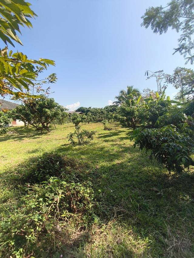 ขายที่ดิน เชียงใหม่ แม่แตง พื้นที่ชุมชน 4