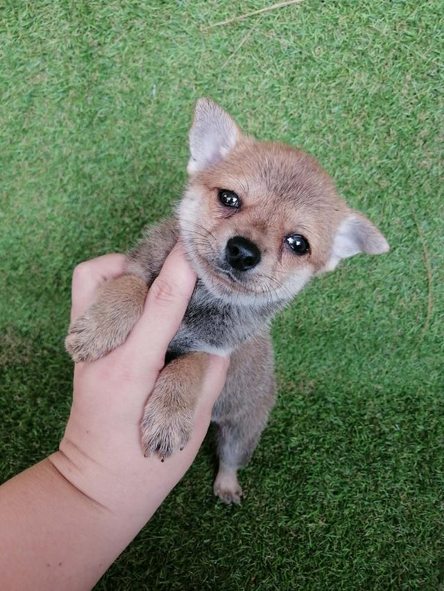 ชิวาว่าผสมปอม ขนสั้น เพศเมีย พร้อมย้าย รูปย่อยที่ 4