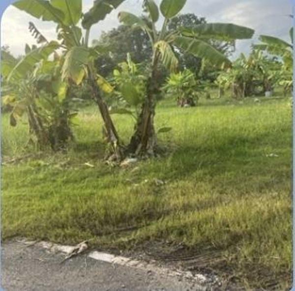 ขายที่ดิน ดอนเจริญ เมืองนครนายก 200 ตร.ว. ติดถนน มีน้ำ มีไฟ พร้อม โทร 0995465591 2