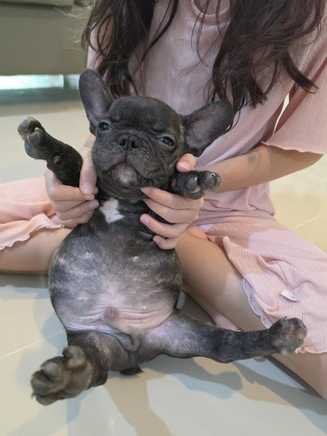 ขายลูกเฟร้นบูลด๊อกเพศผู้