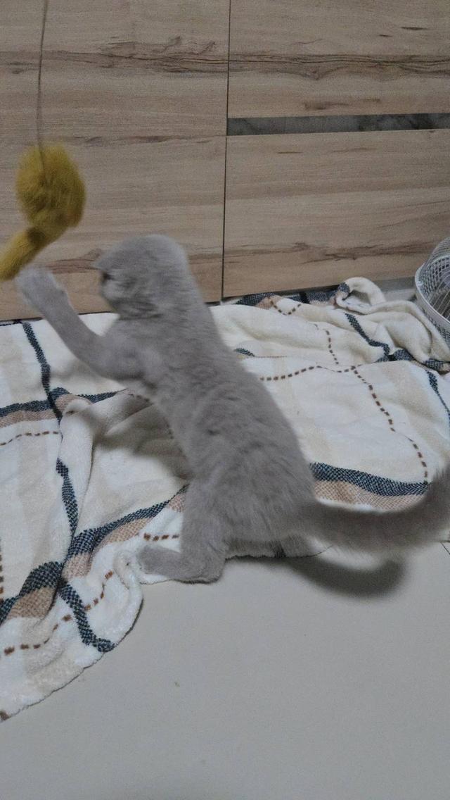 น้องแมวพร้อมย้ายบ้าน 7