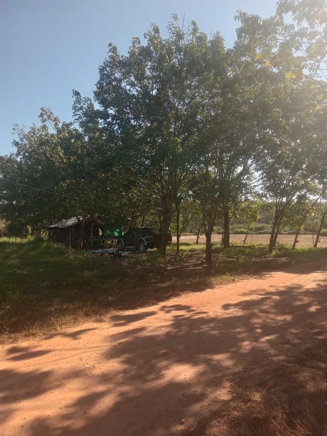 ที่นา+สวนยาง15ไร่3งาน 3