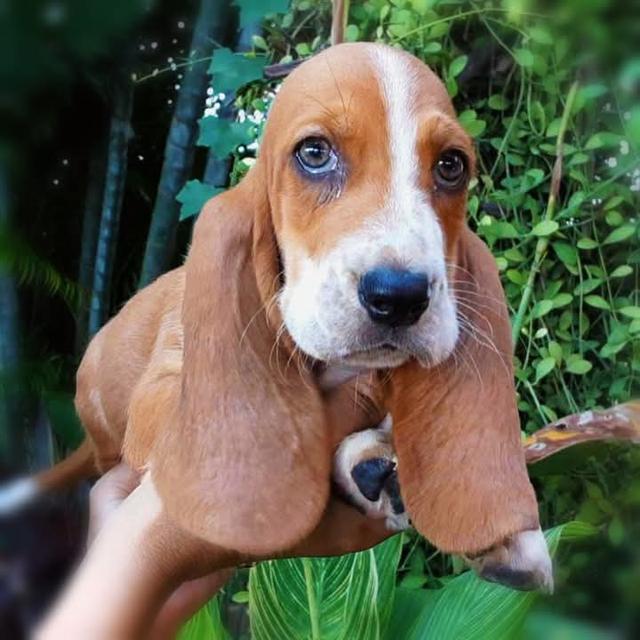 ปล่อยขาย Basset Hound เกรด A 4