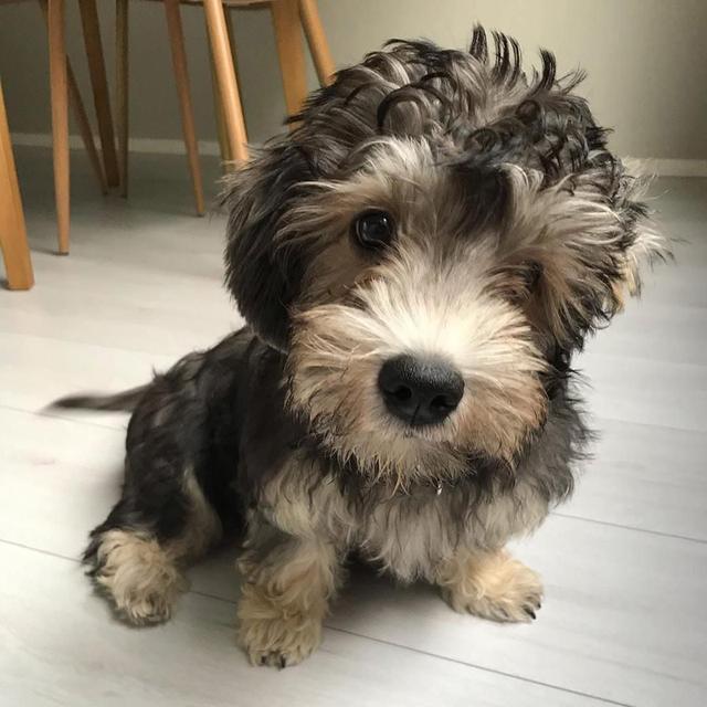 Dandie Dinmont Terrier WhatsApp me : +66 63 826 3042 รูปย่อยที่ 3