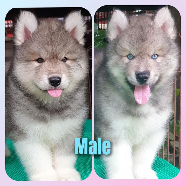 สุนัขไซบีเรียนฮัสกี้ รูปที่ 2
