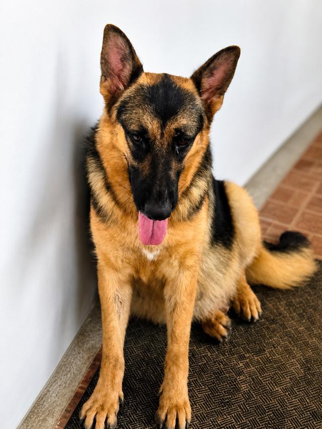Urgent Sale German Shepherd Puppies and Parents āļĢāļđāļāļāļĩāđ 11