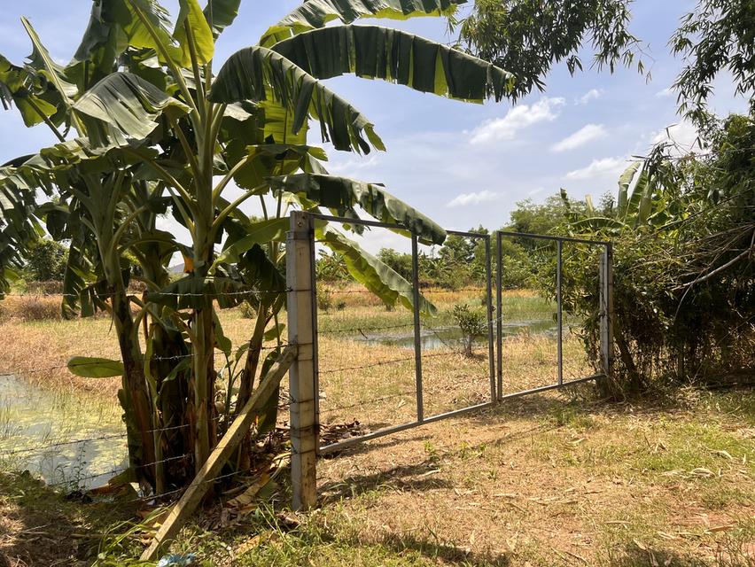 ขายที่ดิน หนองจอก 2 ไร่ 3