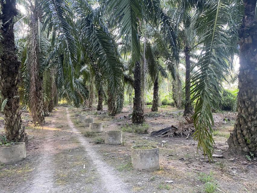 ที่ดินมีรายได้ ทำเลอนาคต ตรงข้ามโลตัสเวียงสระ 2