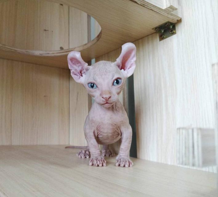 30.แมวดเวล/เพศผู้ หาบ้าน Dwelf Cat/Male looking for a new home