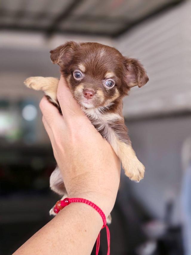 ชิวาวาแท้ขนยาว สีช็อค เพศผู้ 6