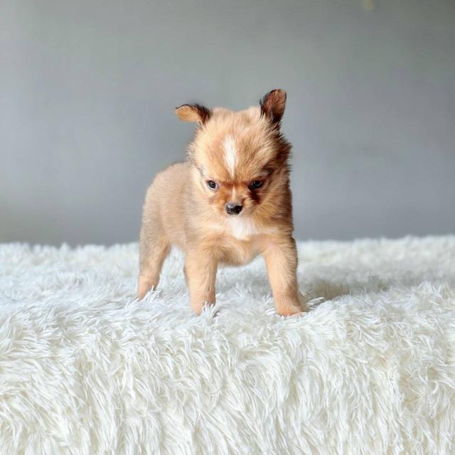 ชิวาวาแท้ขนยาว เพศเมีย รูปที่ 7