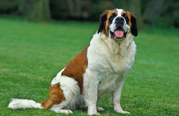 สุนัขสายพันธุ์เซนต์เบอร์นาร์ด (Saint Bernard) 1