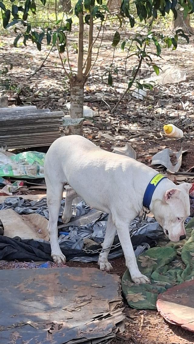 ขายสุนัขโดโกอาเจนติโน่ รูปที่ 5