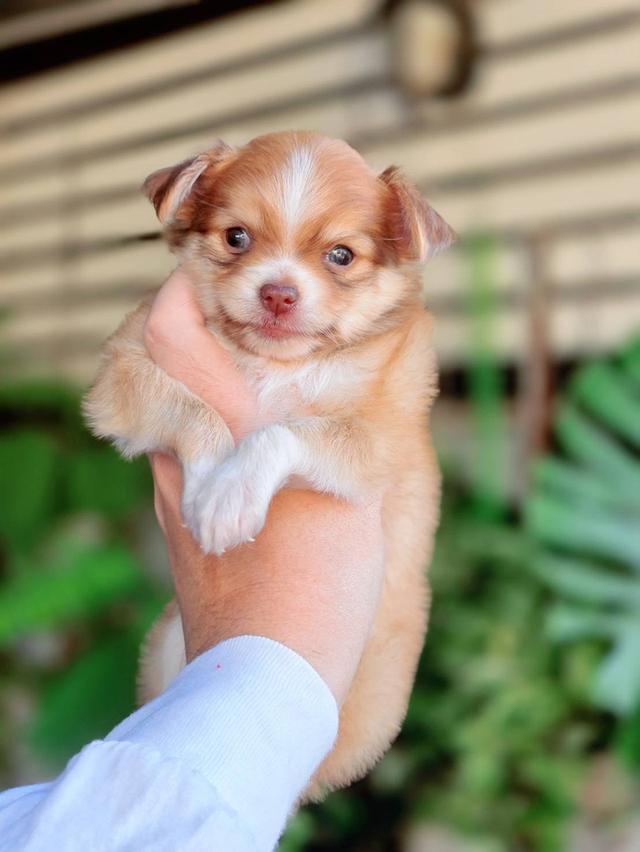 ชิวาวาแท้ ขนยาวเพศผู้ รูปที่ 4