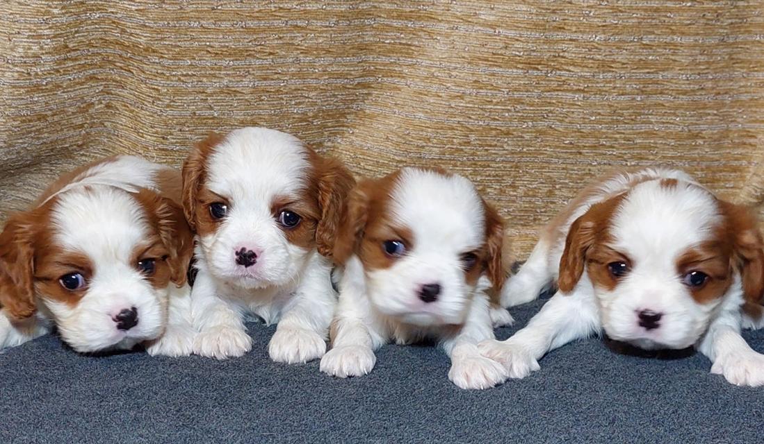 Cavalier King Charles Spaniel puppies  WhatsApp me : +66 63 826 3042 รูปที่ 1