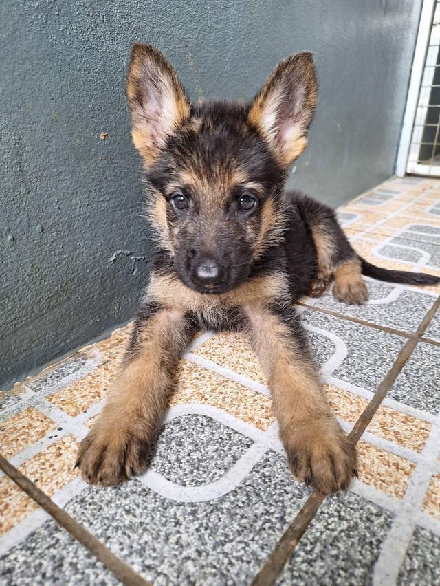 Adorable German Shepherd Puppies - Ready now ! 18