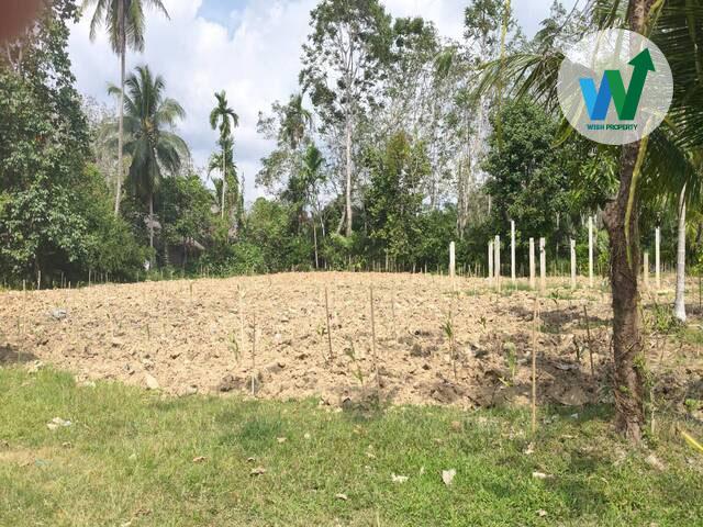 ประกาศขาย ที่ดินด่วนในพัทลุง 2