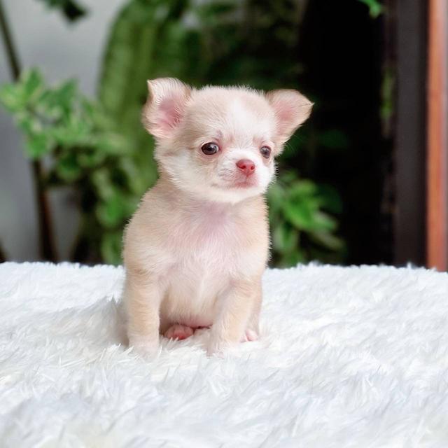 ชิวาวาแท้ขนยาว เพศหญิง 8