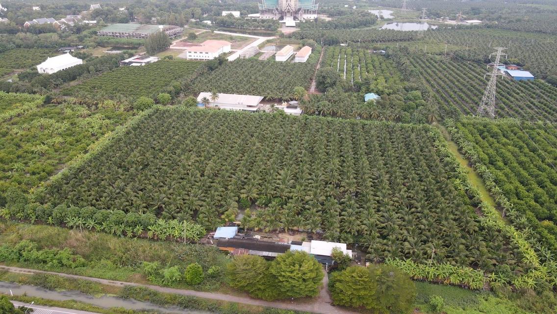 ขายที่ดินสวยเป็นที่สวน ติดหลังวัดหลวงพ่อสด ด้านหน้าติดถนนคลองชลประทาน ยาวประมาณ 600 เมตร ตำบลแพงพวย อำเภอดำเนินสะดวก จังหวัดราชบุรี ทั้งหมด 56 ไร่เศษ 11