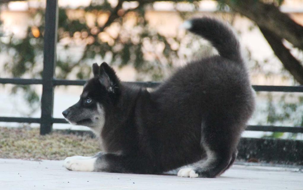 ไซบีเรียนแท้ เพศหญิง ไอดีไลน์ 0834718713 3